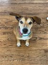 adoptable Dog in hou, TX named GOOD GIRL