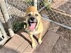 adoptable Dog in houston, TX named AURORA
