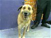 adoptable Dog in houston, TX named CYNTHIA