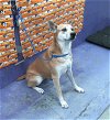 adoptable Dog in houston, TX named KALEESI