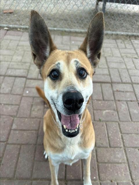 adoptable Dog in Houston, TX named KALEESI