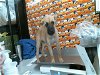 adoptable Dog in houston, TX named APRIL