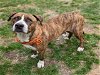 adoptable Dog in houston, TX named BRINDIS