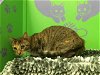 adoptable Cat in houston, TX named KIMIKO