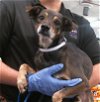 adoptable Dog in houston, TX named CHARLIE