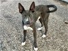 adoptable Dog in houston, TX named COWBOY