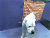 adoptable Dog in houston, TX named CESAR