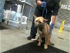 adoptable Dog in houston, TX named HELEN