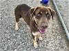 adoptable Dog in houston, TX named JULIE