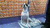 adoptable Dog in houston, TX named BUCK