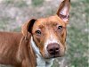 adoptable Dog in houston, TX named KIKI