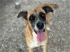 adoptable Dog in houston, TX named JENNY
