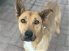 adoptable Dog in houston, TX named JANIE