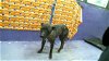 adoptable Dog in houston, TX named JUNE