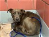 adoptable Dog in houston, TX named CHYNA