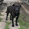 adoptable Dog in houston, TX named BART