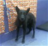 adoptable Dog in houston, TX named CHAMP