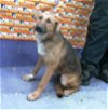 adoptable Dog in houston, TX named JUSTIN