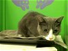 adoptable Cat in houston, TX named DARLING