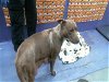 adoptable Dog in houston, TX named HERSHEY