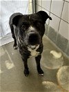 adoptable Dog in houston, TX named JUSTIN