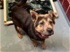 adoptable Dog in hou, TX named FAIRY