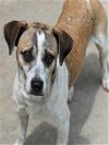 adoptable Dog in houston, TX named HENRY
