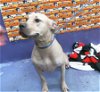 adoptable Dog in houston, TX named HARLEE TEZENO