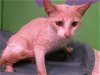 adoptable Cat in houston, TX named KATANA