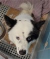 adoptable Dog in houston, TX named BEAU