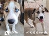 adoptable Dog in  named AARON