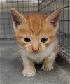 adoptable Cat in houston, TX named AMARILLO