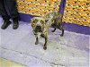 adoptable Dog in houston, TX named ALLIE