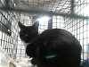 adoptable Cat in houston, TX named BICHOTA
