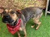 adoptable Dog in houston, TX named DOTTIE