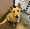 adoptable Dog in hou, TX named FLORA