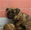 adoptable Dog in hou, TX named DIPSY