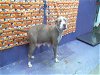 adoptable Dog in hou, TX named ELENA