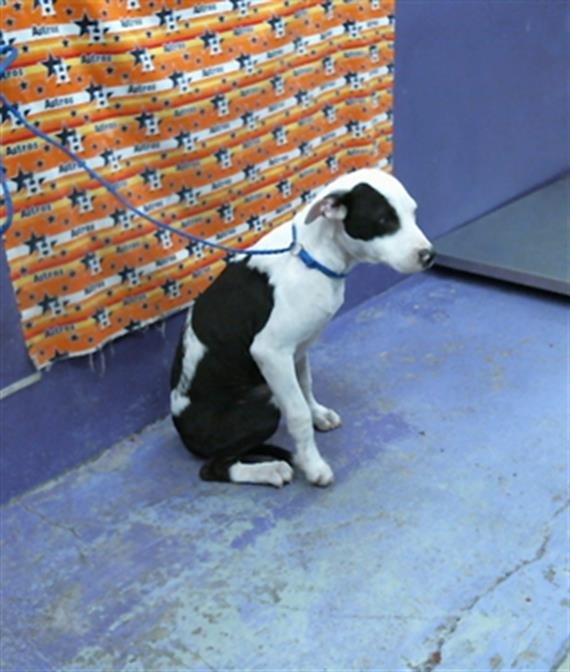 adoptable Dog in Houston, TX named PASTOR
