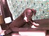 adoptable Dog in hou, TX named EINSTEIN VINCENZO JONES CACI