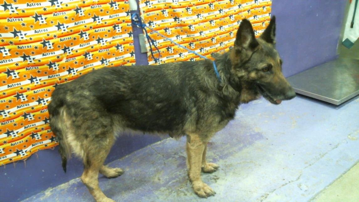 adoptable Dog in Houston, TX named GEMMA