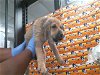 adoptable Dog in hou, TX named ELI