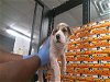 adoptable Dog in hou, TX named EMMA