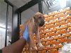 adoptable Dog in hou, TX named ELLIOT