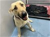 adoptable Dog in hou, TX named GENO