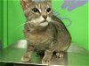 adoptable Cat in hou, TX named A1939714