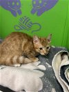 adoptable Cat in hou, TX named FOLGERS