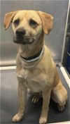 adoptable Dog in  named ROB LOVE