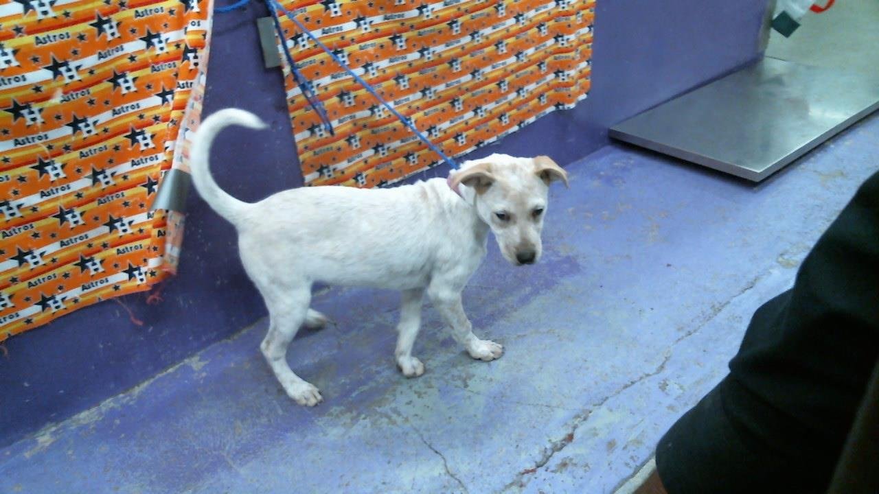 adoptable Dog in Houston, TX named CHLEO