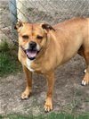 adoptable Dog in houston, TX named BUTTA